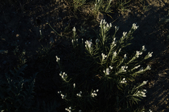 Jurinea stoechadifolia