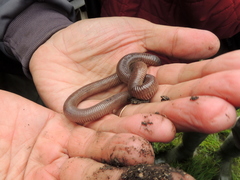 Amphisbaena darwinii