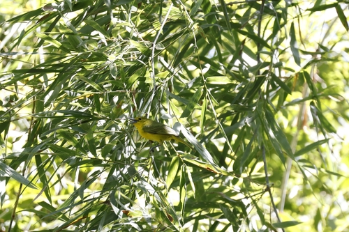 Great Iora (Aegithina lafresnayei), photo 4