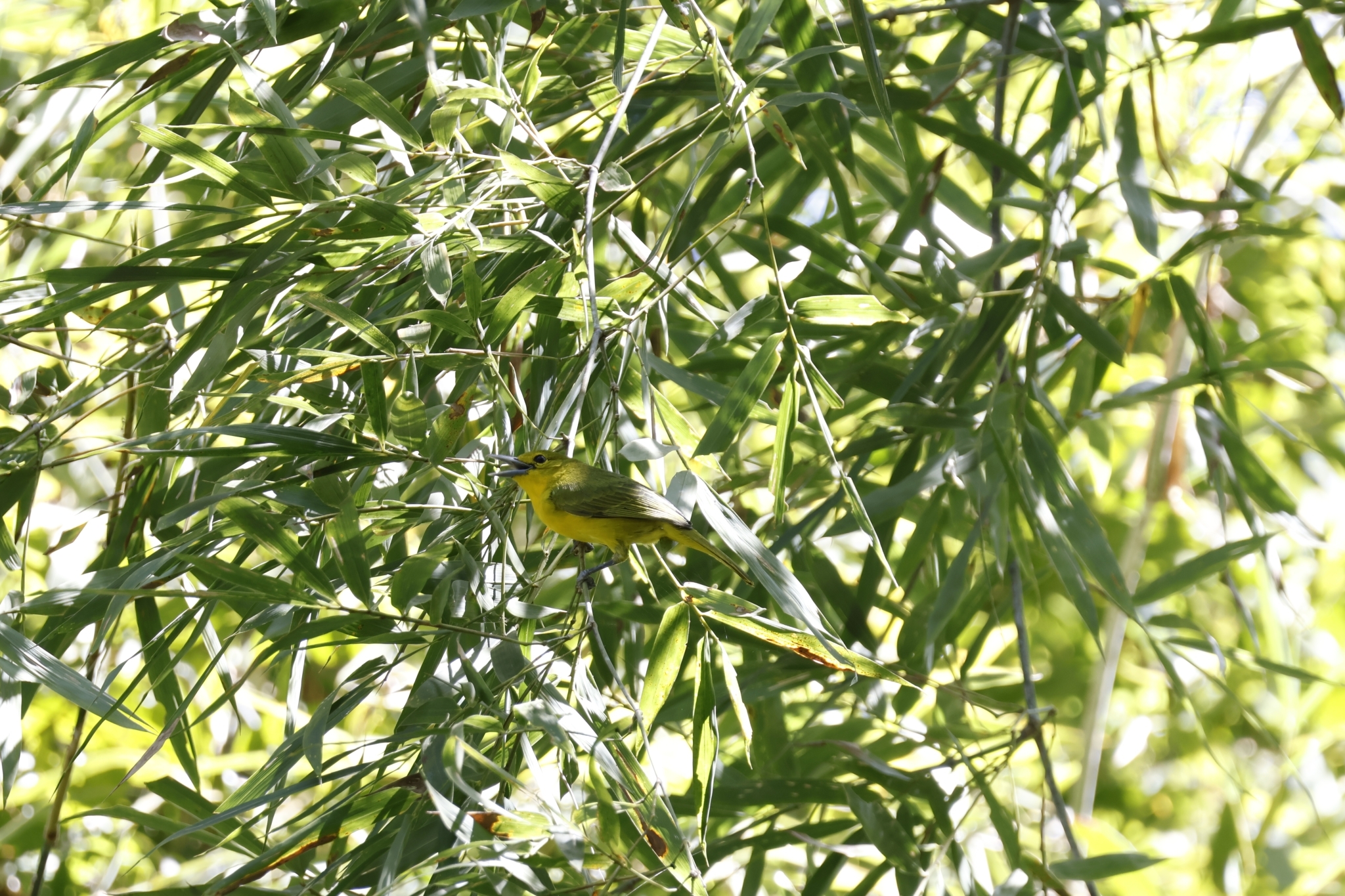 Great Iora (Aegithina lafresnayei), photo 5