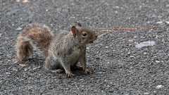 Sciurus alleni