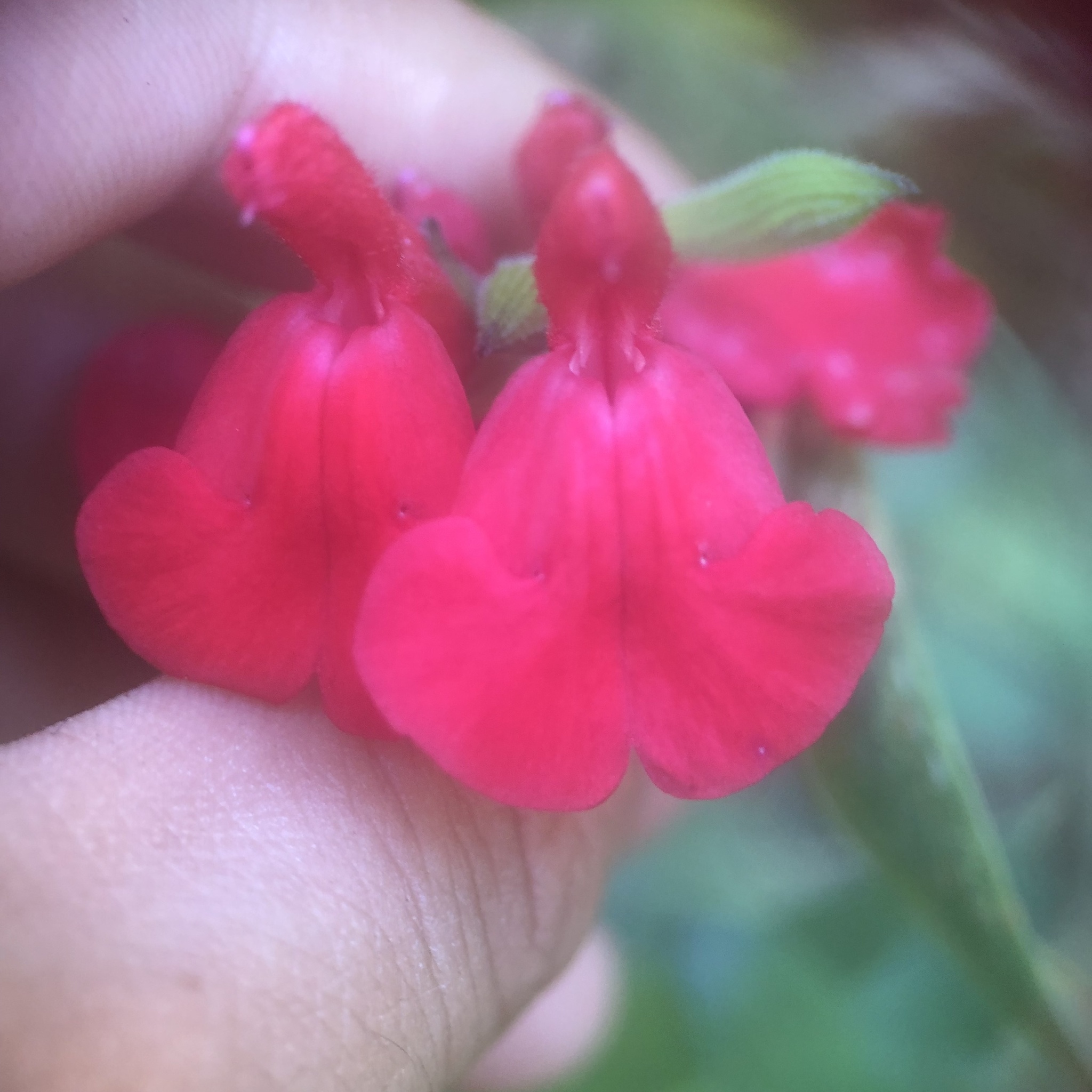 Photo by Arturo via iNaturalist (Copyright Arturo)