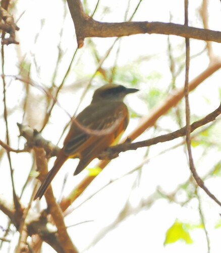 Baird's Flycatcher (Myiodynastes bairdii), photo 7