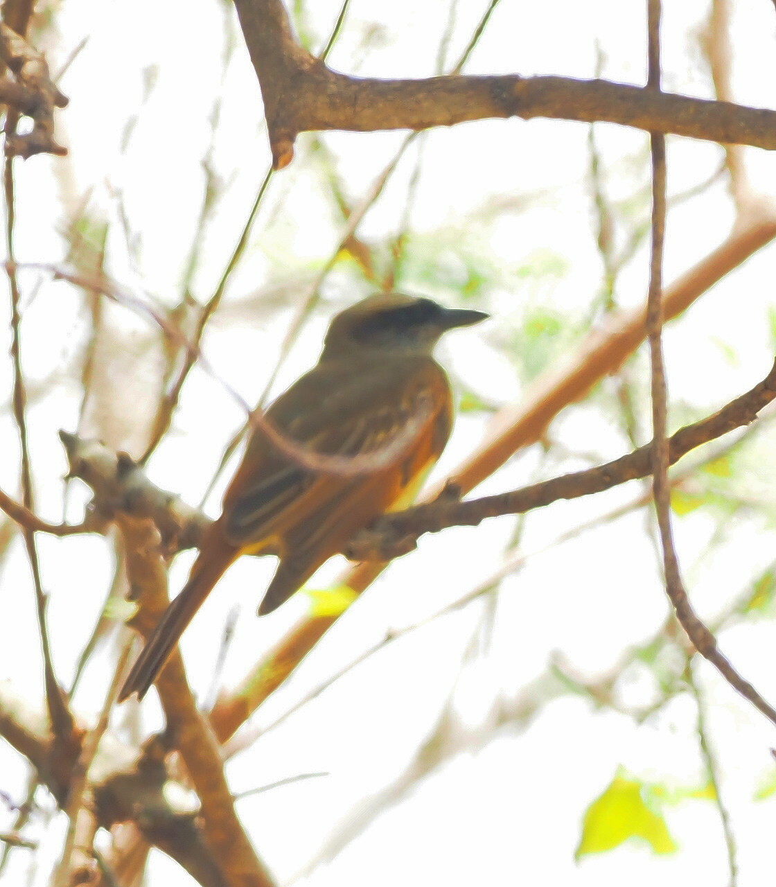 Baird's Flycatcher (Myiodynastes bairdii), photo 9