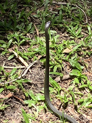 Common Tree Snake sighting