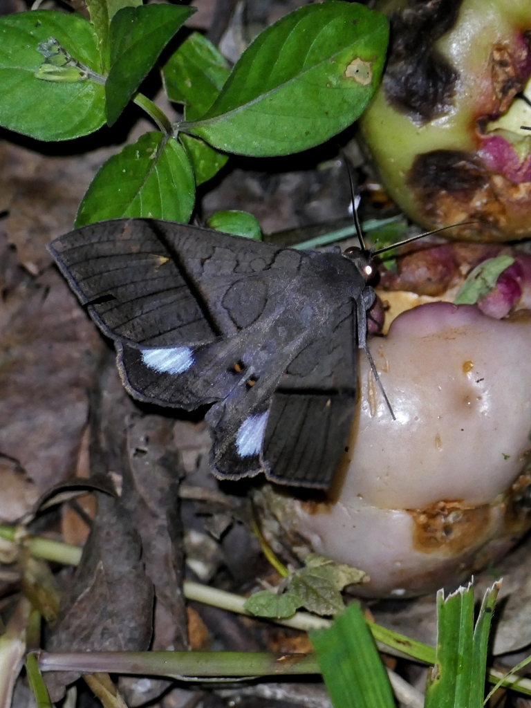Ischyja hagenii (Ischyja hagenii)