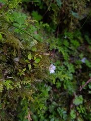 Gentiana flavomaculata