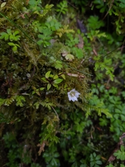 Gentiana flavomaculata