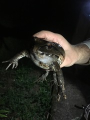 Leptodactylus pentadactylus