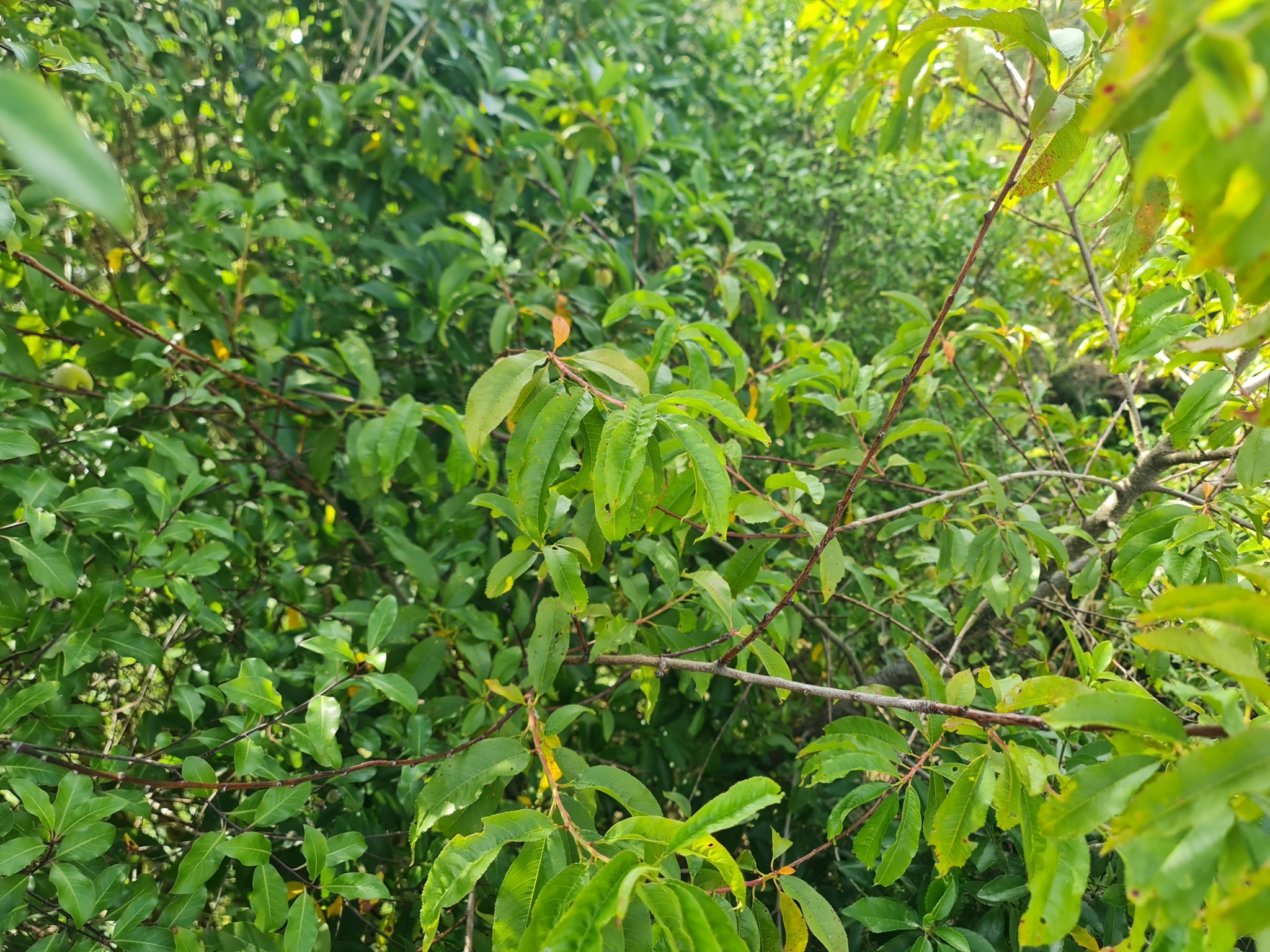 Photo by David Hyongchan Kim via iNaturalist (Copyright David Hyongchan Kim)