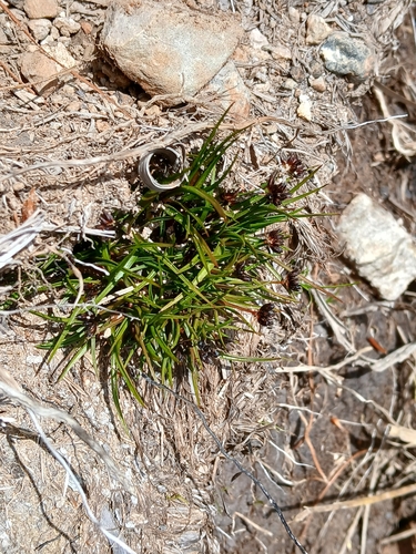 Antarctic rush (Juncus antarcticus)
