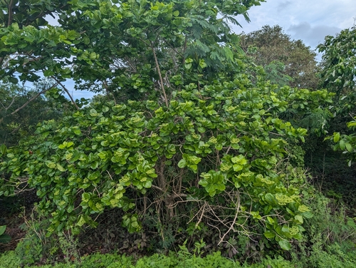 Foto de Azeitoninha