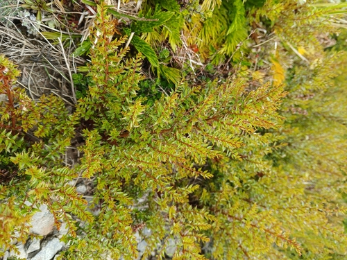 Image of Coriaria plumosa by (c) naturewatchwidow, some rights reserved (CC BY)