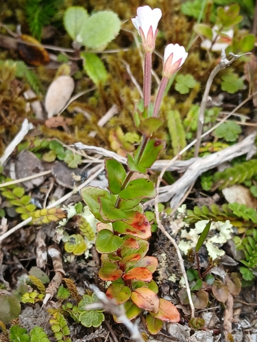 Epilobium chlorifolium (Epilobium chlorifolium)