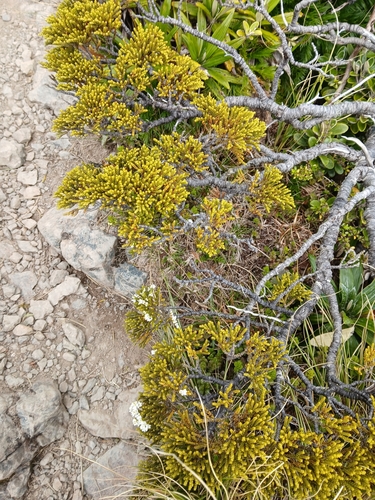 Veronica tetragona