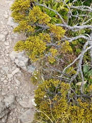 Veronica tetragona