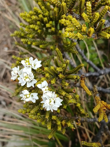 Veronica tetragona, photograph 1
