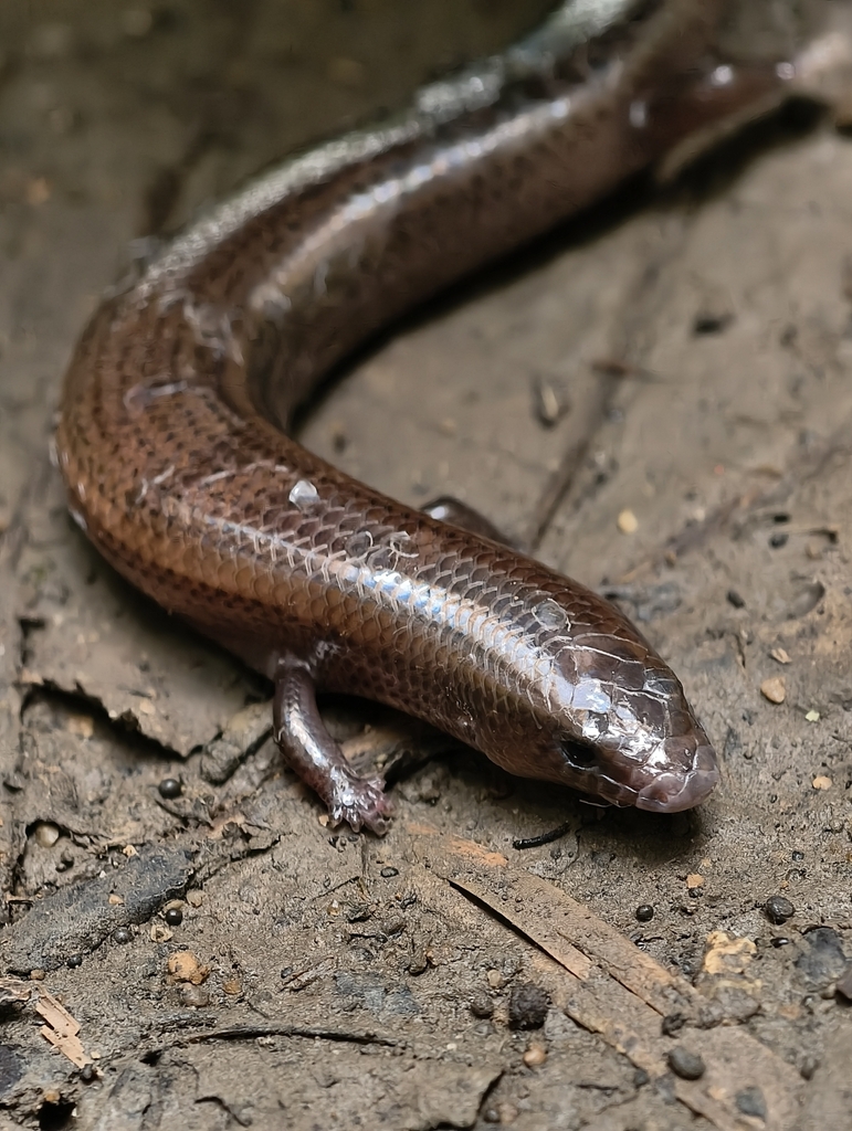 Graceful Short-Legged Skink