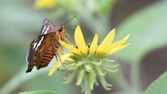 Apyrrothrix araxes