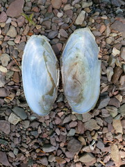 Utterbackiana implicata