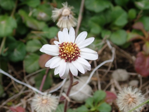 Aster miyagii iNat (3)