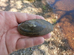 Utterbackiana implicata