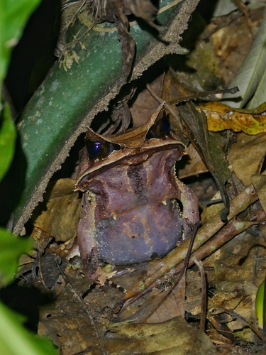 Megophrys nasuta