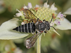 Boreocoelioxys