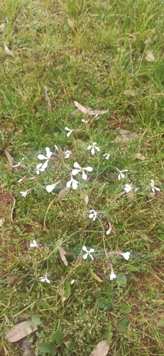 Wild radish