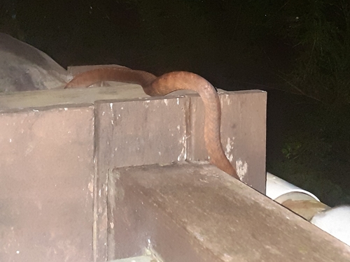 Brown Tree Snake sighting