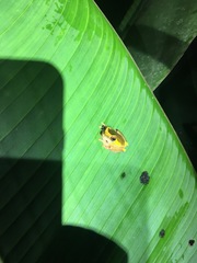 Dendropsophus bifurcus