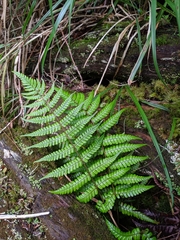Dryopteris lepidopoda