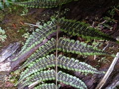 Dryopteris lepidopoda