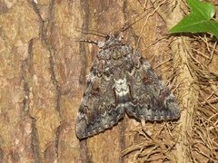 Catocala lacrymosa
