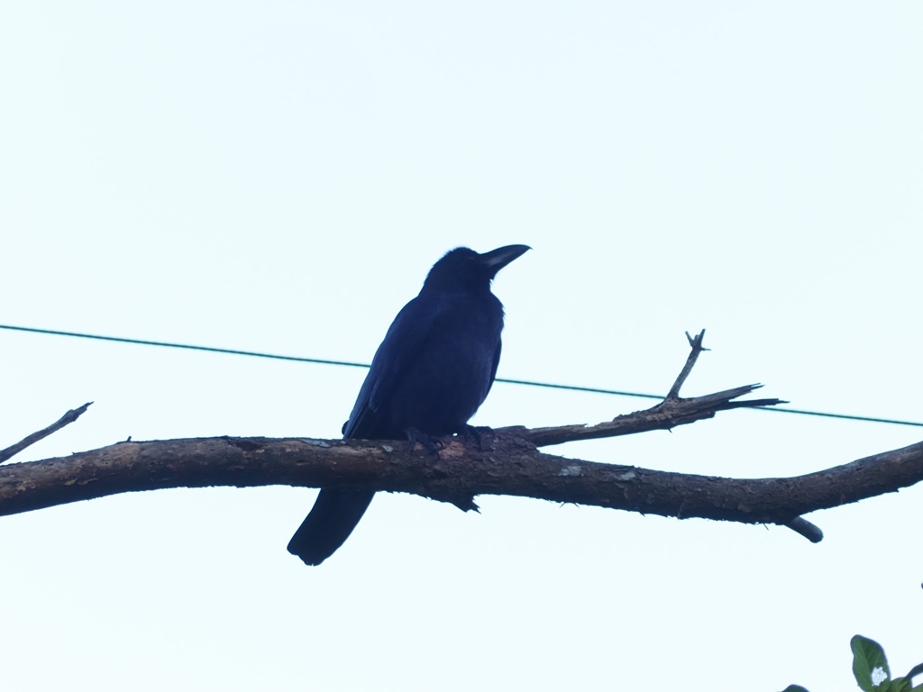January Crow Large-billed Crow in January 2025 by yah_japan · iNaturalist