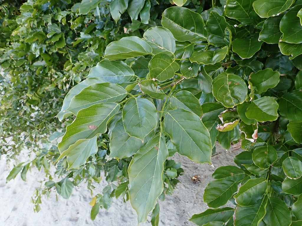 Imagem de Pongamia