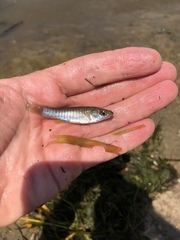 Fundulus jenkinsi