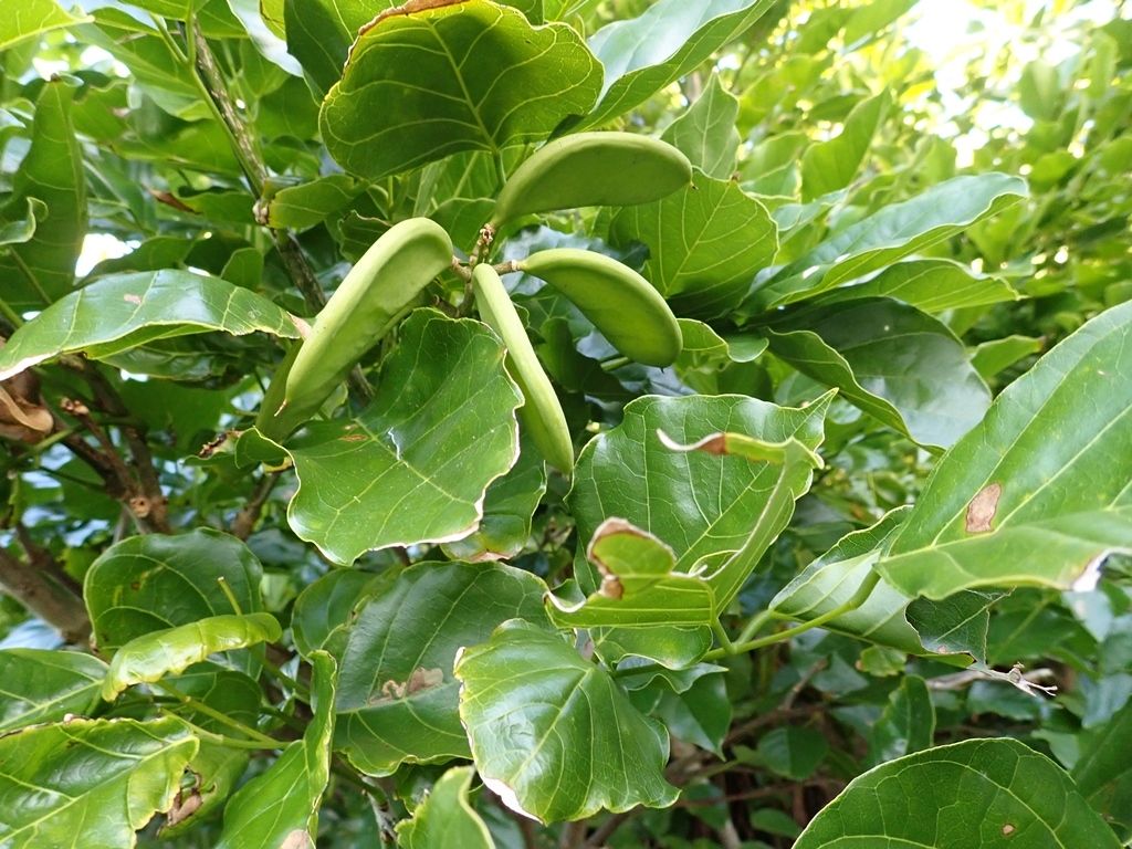 Imagem de Pongamia