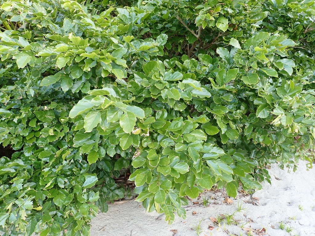 Imagem de Pongamia