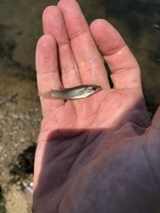 Fundulus jenkinsi