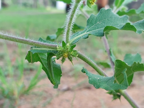 Foto de Carrapicho-de-carneiro