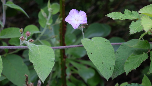 Convolvulus canariensis, photograph 6
