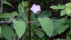 Convolvulus canariensis, photograph (c) fmunoz, some rights reserved (CC BY)