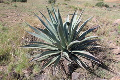 Agave palmeri