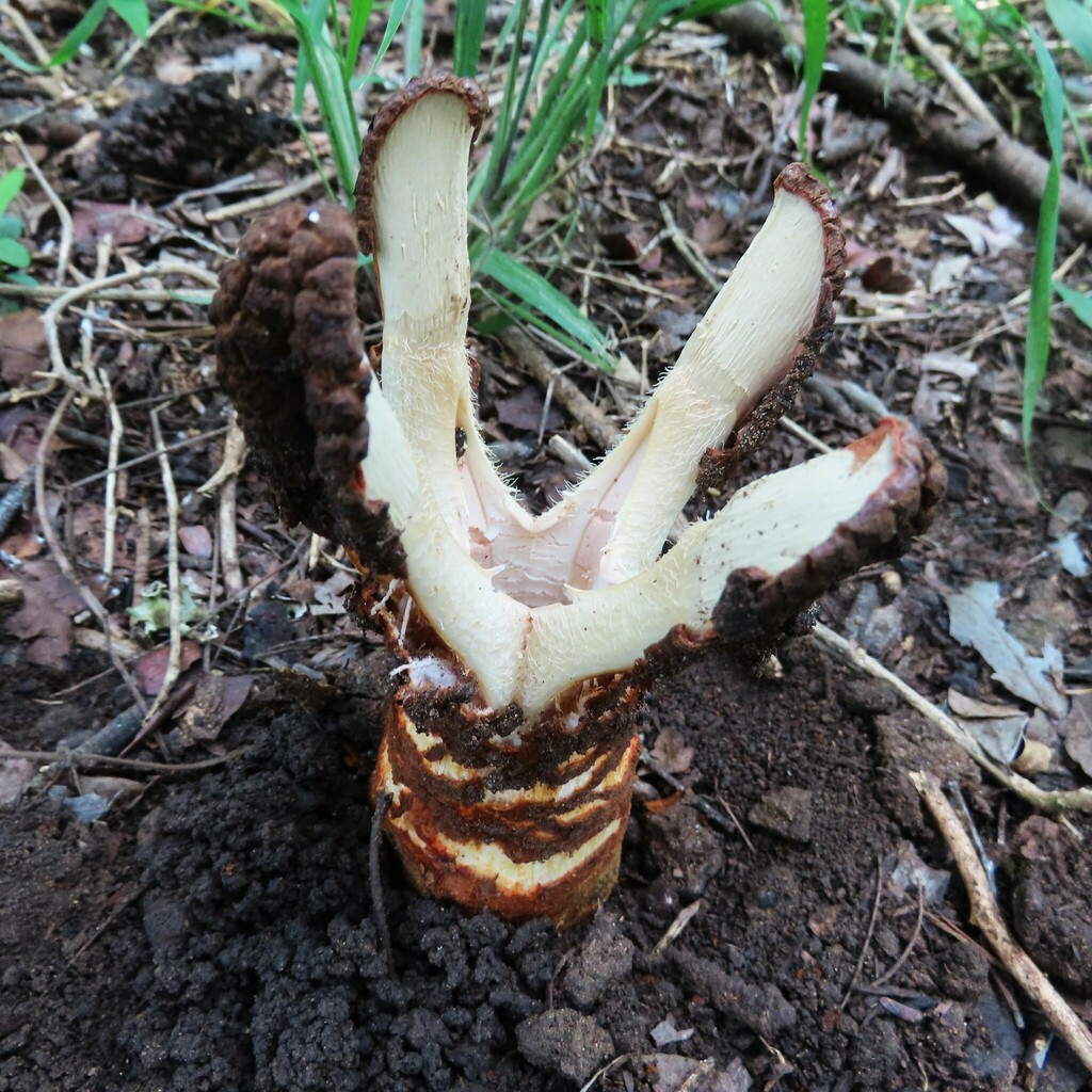 Hydnora solmsiana