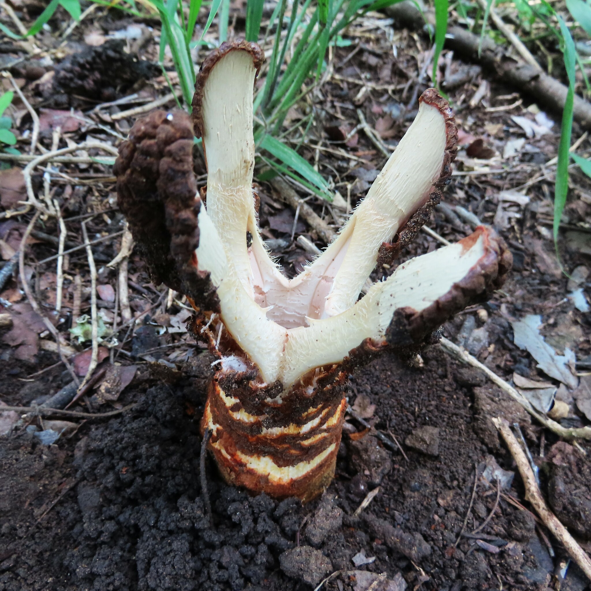 Imagem de Flor-cadáver