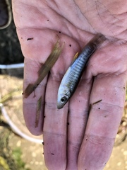 Fundulus jenkinsi