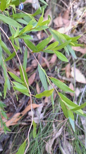 Image of Billardiera heterophylla by no rights reserved
