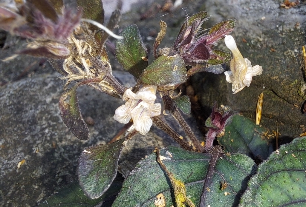 Acanthaceae (Strobilanthes reptans)