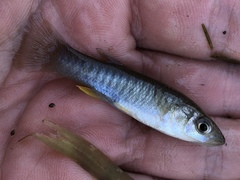 Fundulus jenkinsi
